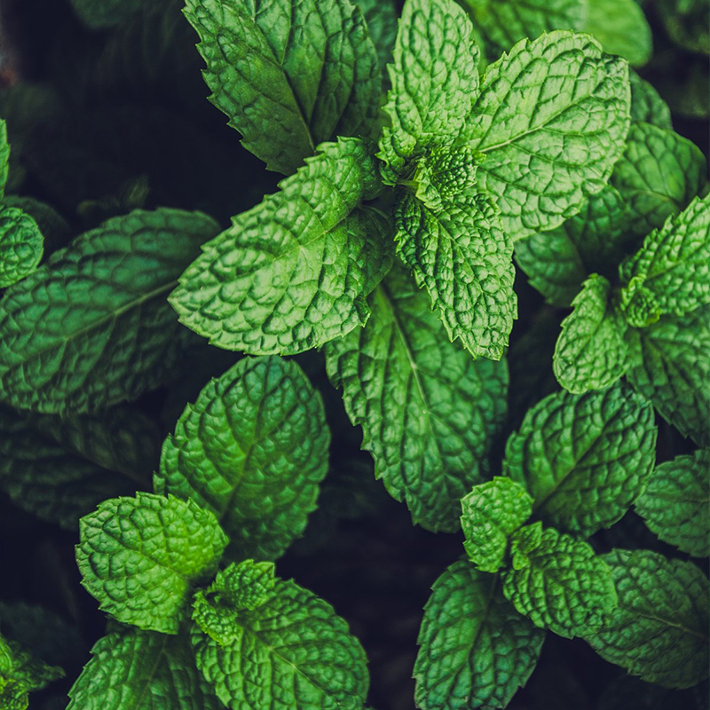 Mint Ice
