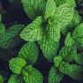 Mint Ice